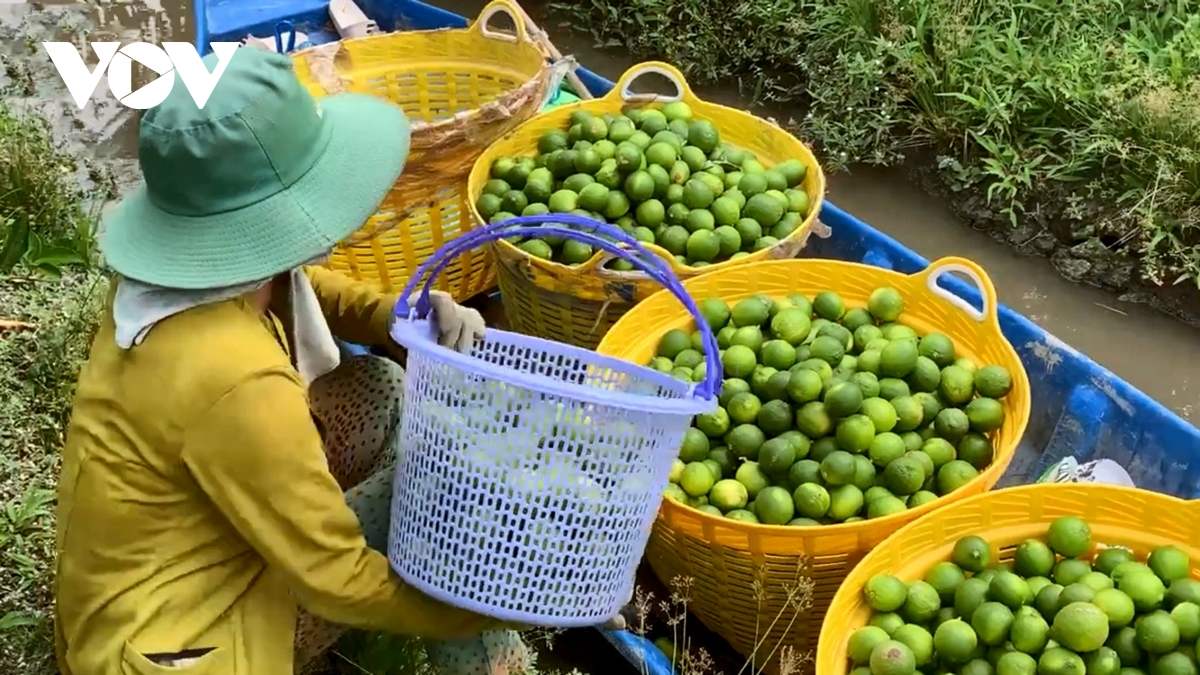 Chanh không hạt Vĩnh Long - hành trình từ ruộng lúa đến thị trường châu Âu